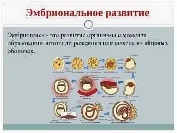 Процесс образования органов в эмбриогенезе