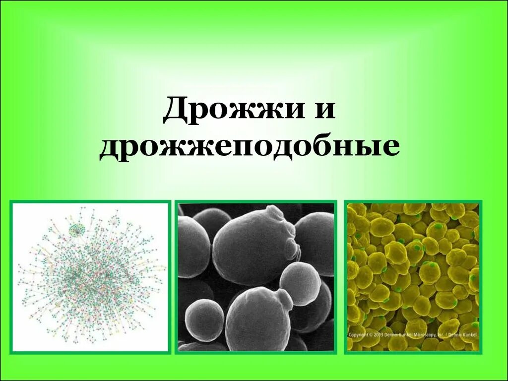 Масло это бактерии или дрожжи. Размножение дрожжей 5 класс биология. Масло это бактерии или дрожжи. Молочнокислые бактерии продукты. Дрожжи в промышленности.