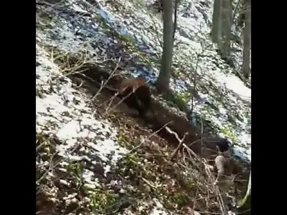 Нападение в горах. В Чечне медведь загрыз. Медведь в чеченских горах.