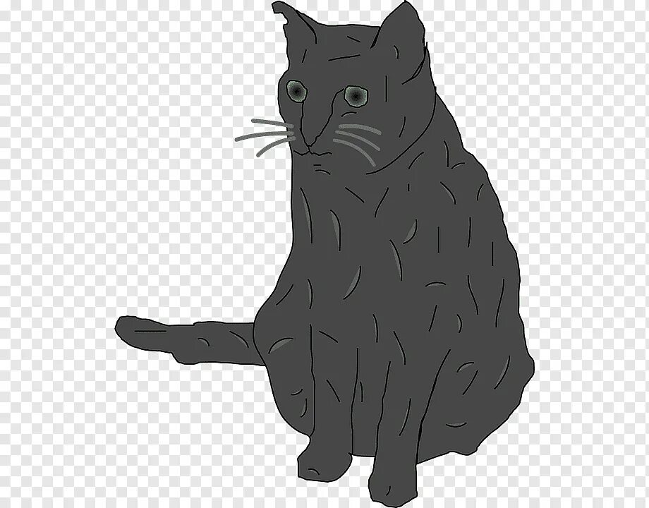 Cat university