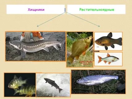 Хищное питание рыб