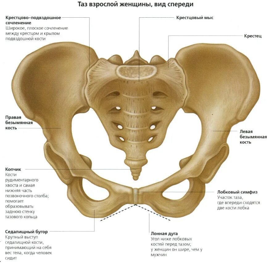 Подвздошная кость у женщин. Лонная кость анатомия таза. Кости таза атлас. Анатомия лонной кости таза. Анатомия костей таза лонная кость.