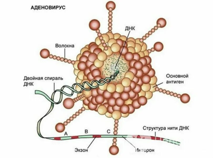 Аденовирус гриппа. ДНК содержащие вирусы аденовирус. Аденовирус строение. Аденовирус вирус гриппа. Структура аденовируса.