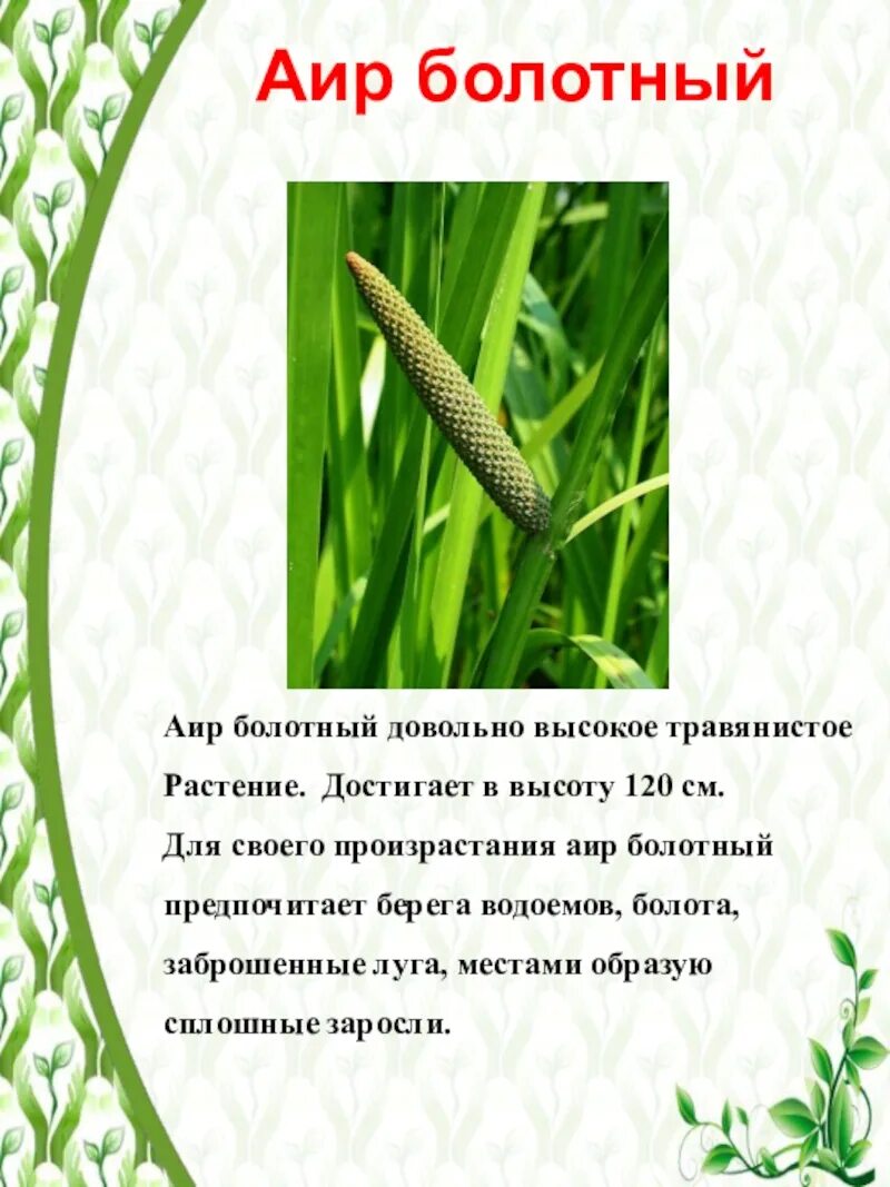 Аир болотный (acorus calamus) p9. Аир обыкновенный корневища. Корневища аира болотного. Аир болотный описание растения. Аир болотный, ирный корень, acorus calamus l.