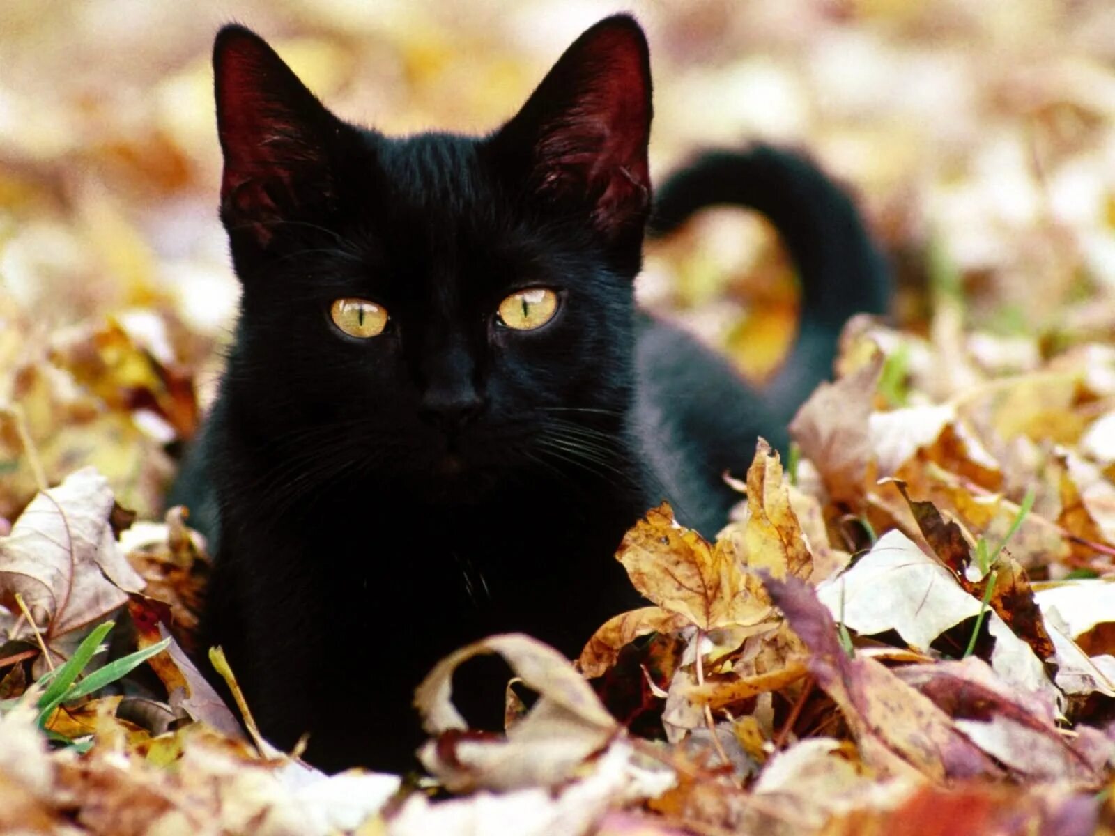 Бомбейская кошка. Чёрный котёнок с жёлтыми глазами. Красивый черный кот. Черный кот с желтыми глазами. Черные кошки 10