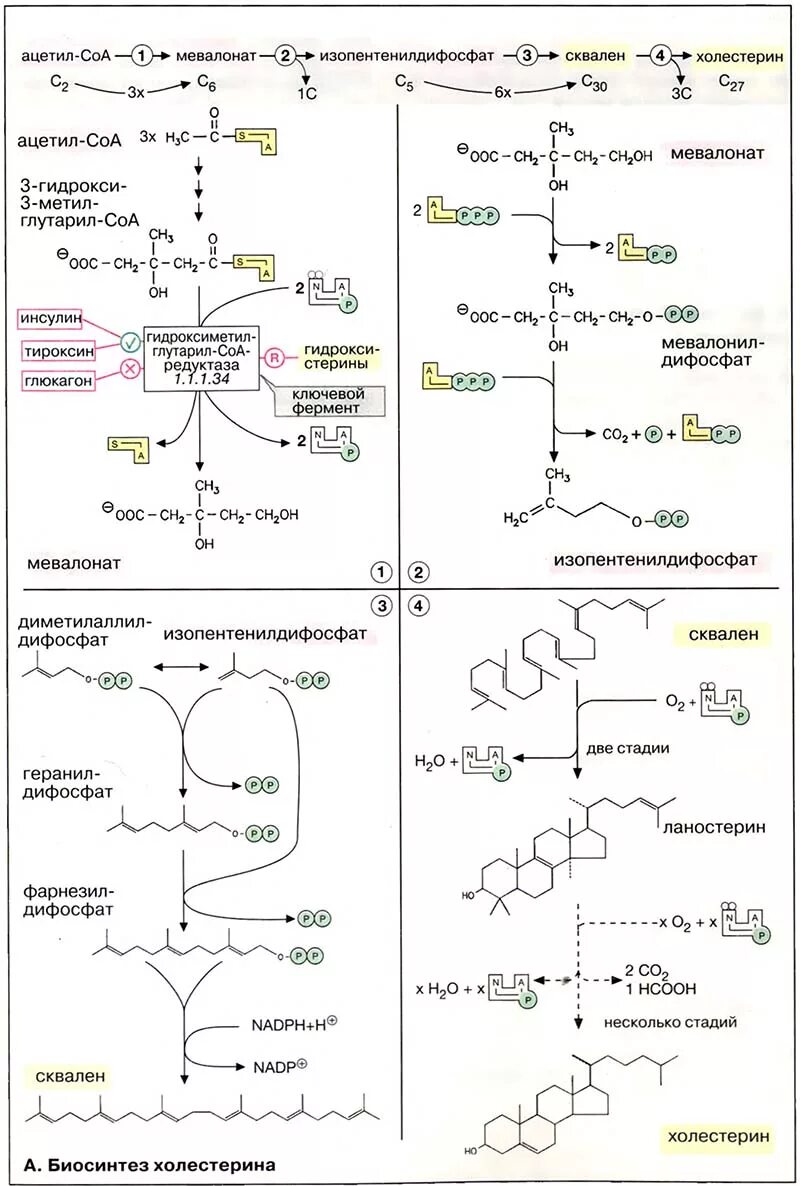 Холестерол строение биохимия. Формула холестерола биохимия. Холестерин химическое строение. Лхат (лецитин-холестерол-ацилтрансфераза) катализирует реакцию. Холестерол формула биохимия.