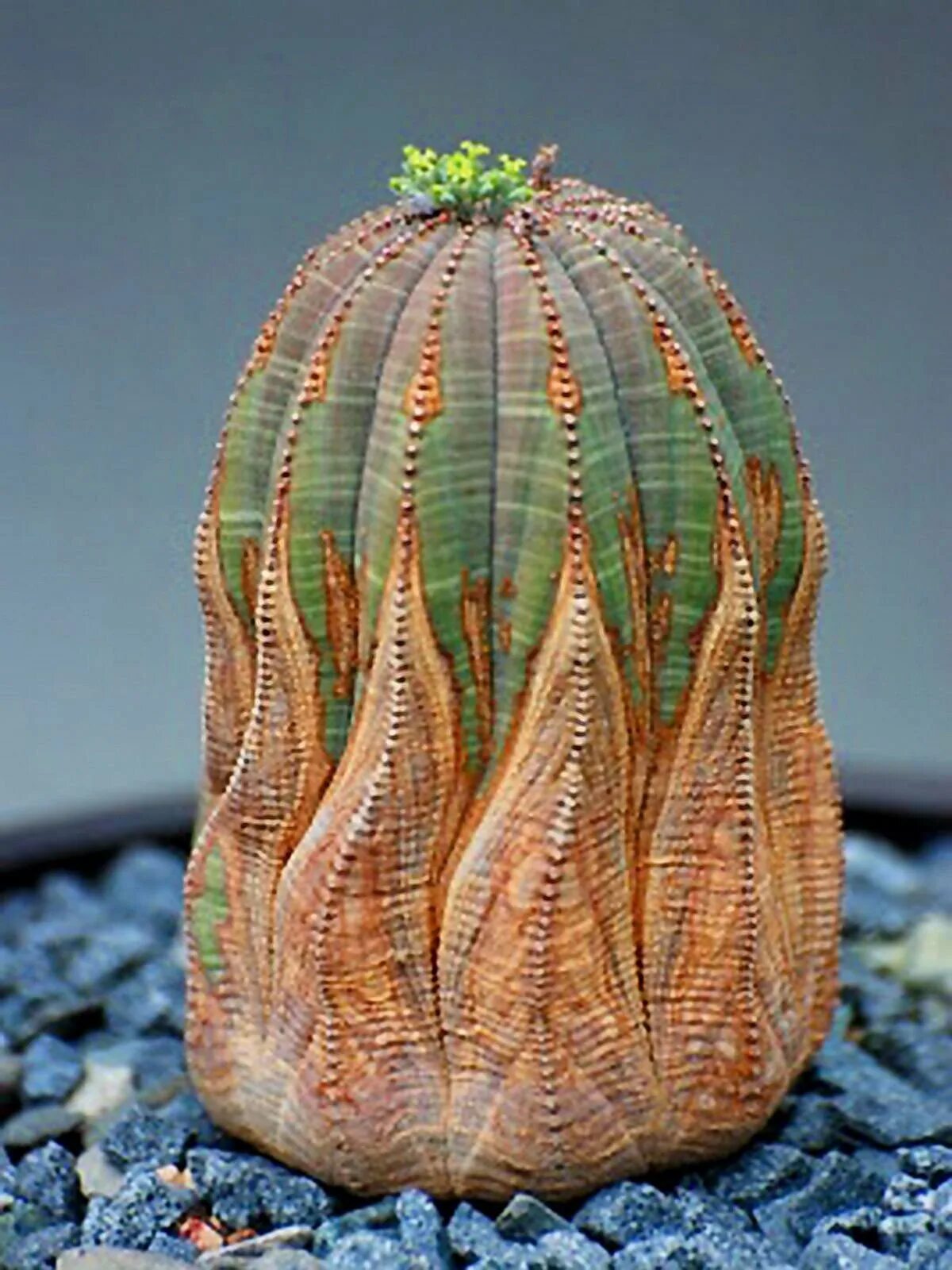 Виды необычных растений. Молочай тучный (Euphorbia obesa). Суккулент Euphorbia obesa. Euphorbia obesa (молочай, эуфорбия). Суккулент трахиандра.