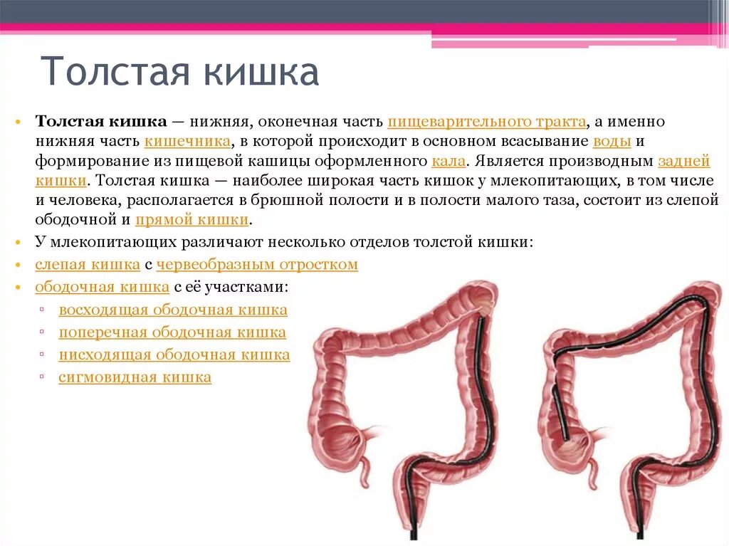 Толстая кишка человека особенности. Ободочная кишка Толстого кишечника. Толстый кишечник слепая ободочная прямая кишка. Поперечно ободочная кишка анатомия. Поперечная толстая кишка.