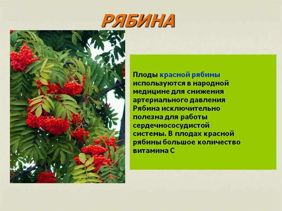 Рябина это небольшое ветвистое деревце растущее. Чем полезна рябина. Рябина лекарственная. Рябина красная. Рябина польза.