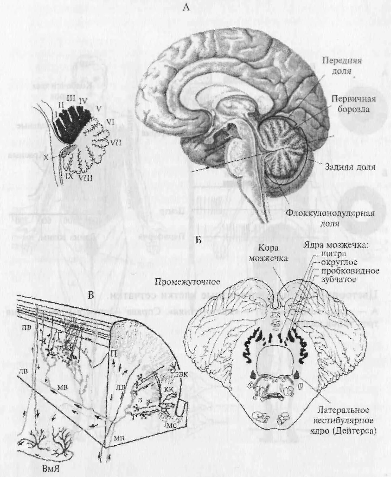 Мозжечок волокна. Мозжечок ядра и проводящие пути. Схема мозжечка анатомия. Функциональная анатомия головного мозга, ствол, мозжечок.