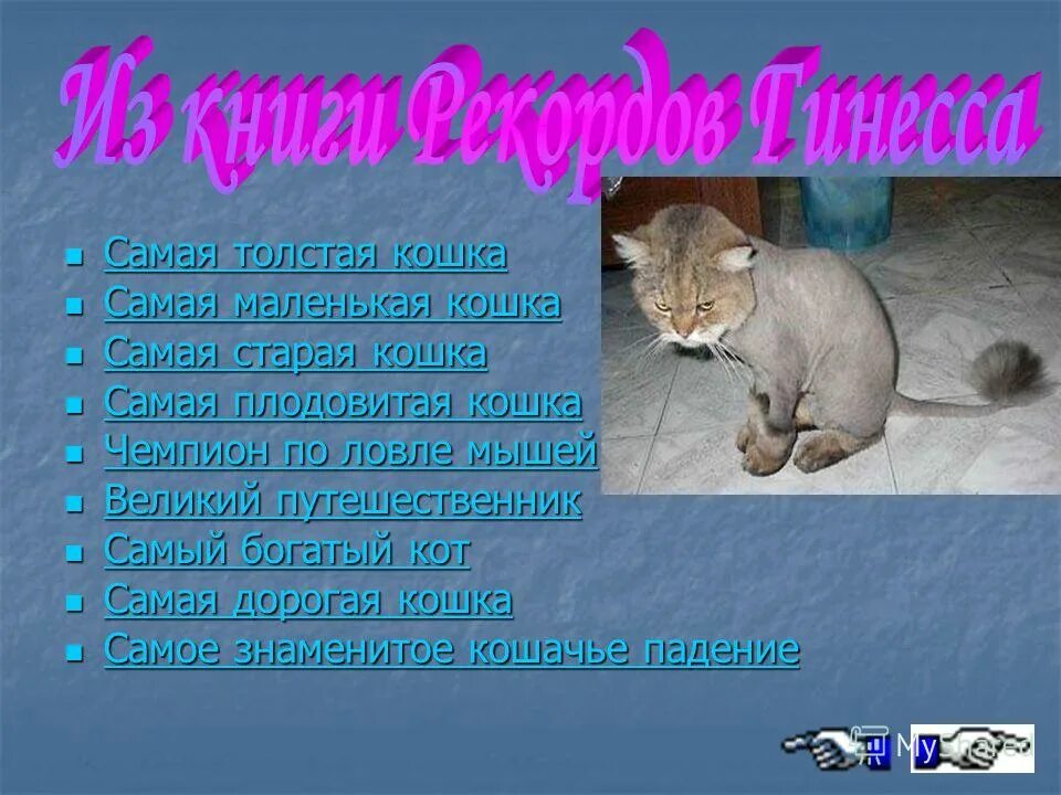 история появления кошек в жизни человека. куча кошек в квартире. древние кошки. кот в квартире. появление кошки в доме.