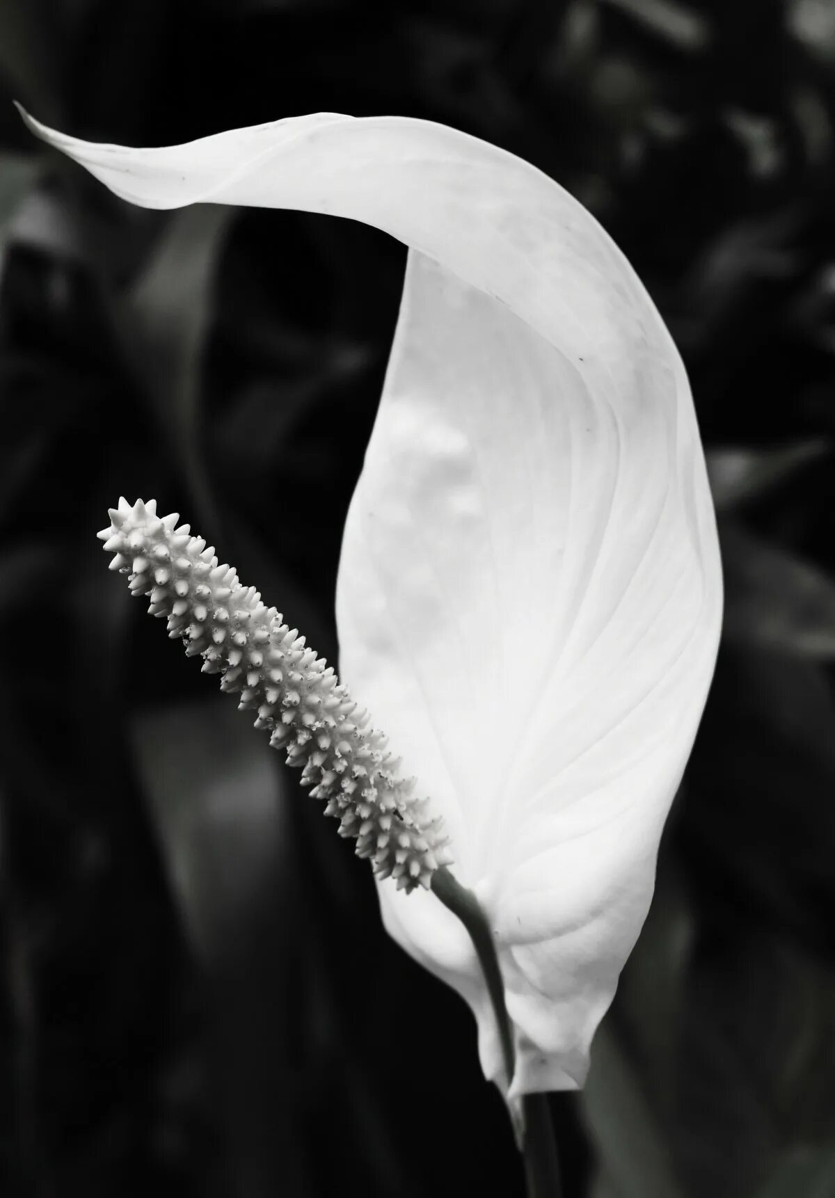 Растение с одним лепестком белым. Цветы - белокрыльник (white calla lily). Цветочный фон белый. Белый вытянутый цветок. Вытянутые цветы.