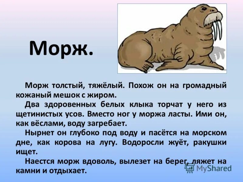 Моржа значение. Рассказ о морже. Моржа значение. Морж многозначное слово. Морж презентация.