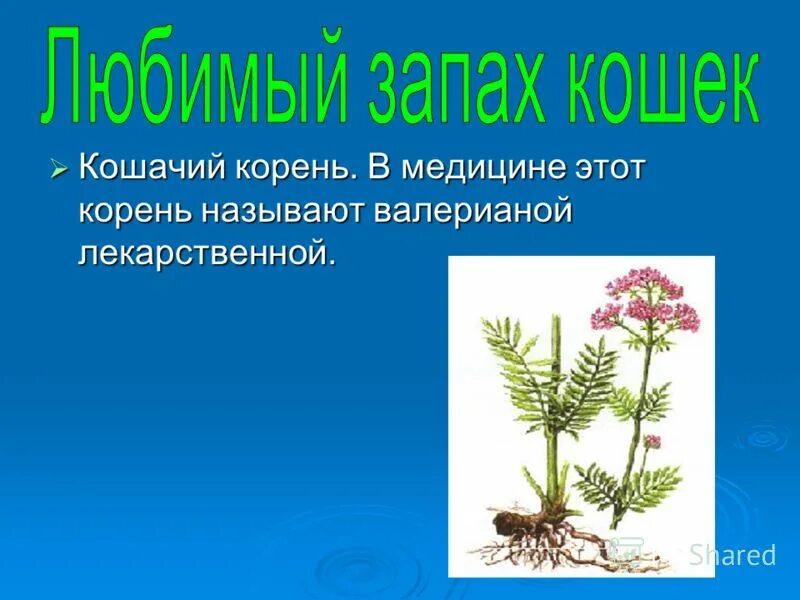 аир болотный корень и трава. типы корневых систем стержневая и мочковатая. корневые растения названия. боковые и придаточные корни. типы корней.