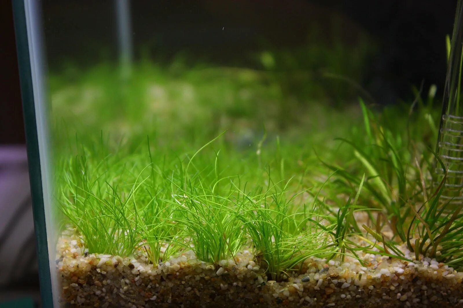 Элеохарис парвула. Элеохарис парвула. Элеохарис (ситняг) карликовый. Ситняг карликовый. Элеохарис ситняг игольчатый.