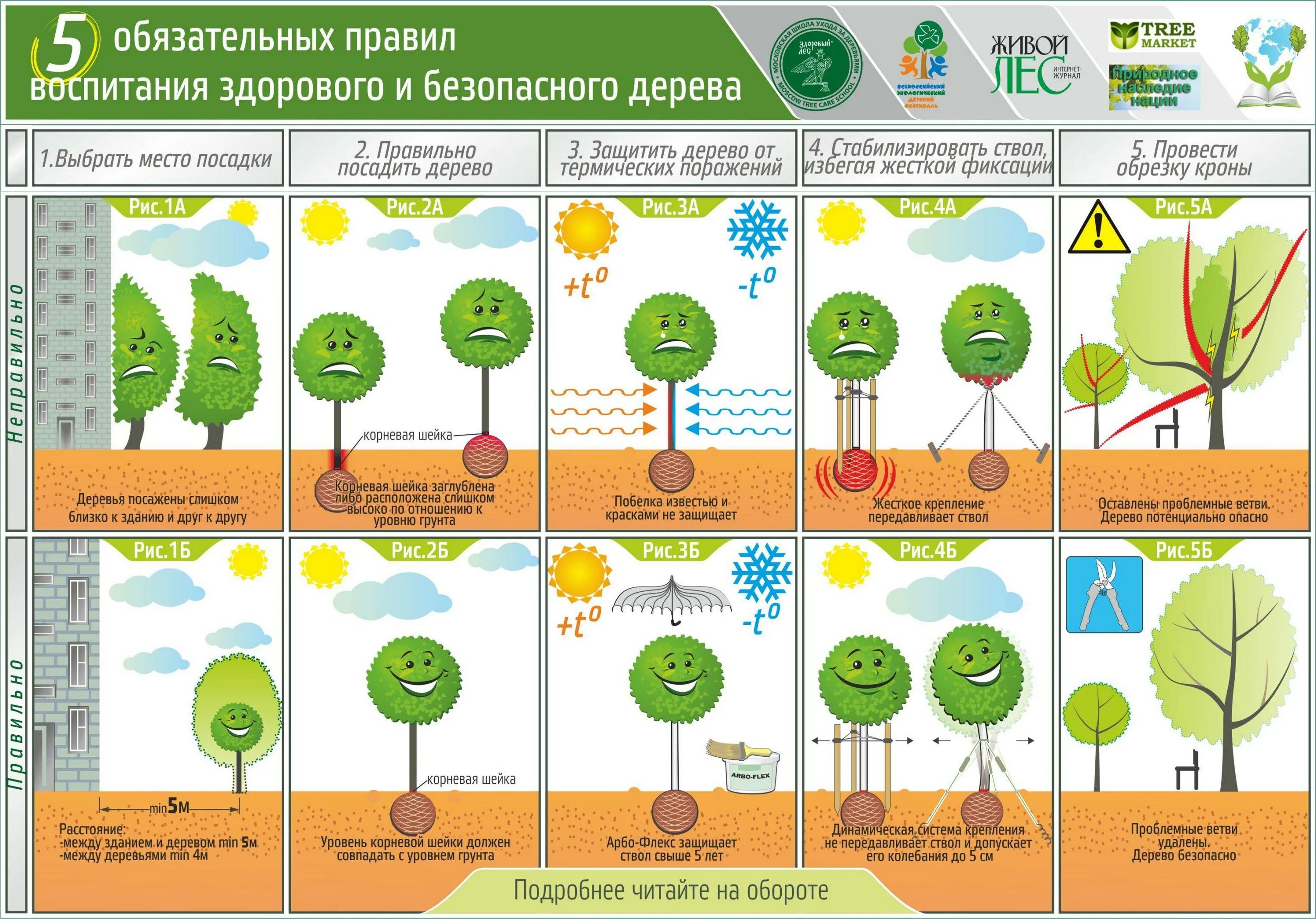 Какие плодовые деревья посадить рядом