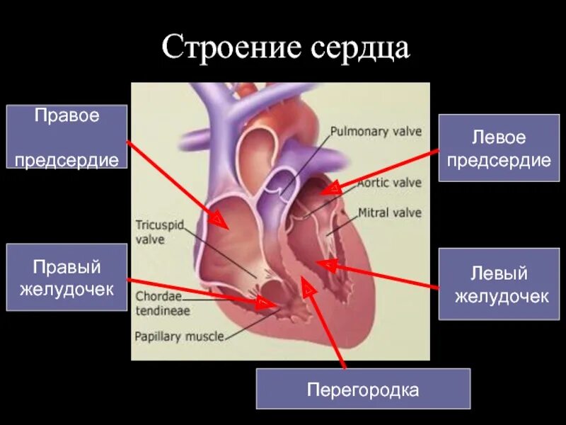 Строение сердца желудочки предсердия. Сердечный желудочек строение. Строение правого предсердия сердца. Строение левого предсердия сердца. Особенности предсердия