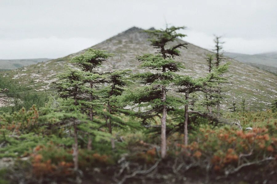 сами болшой остров в росси. лиственница в лесотундре. южный сахалин природа. западное побережье полуострова таймыр. южно сахалинск природа зима.