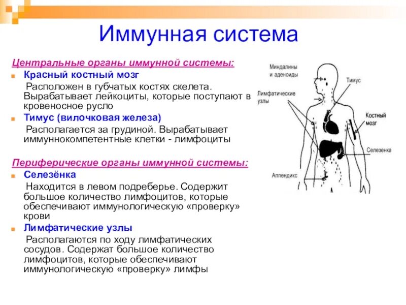 Иммунная система человека органы и функции. Строение и функции иммунной системы. Перечислите периферические органы иммунной системы. Строение имуннойсистемы человека. Селезенка периферический