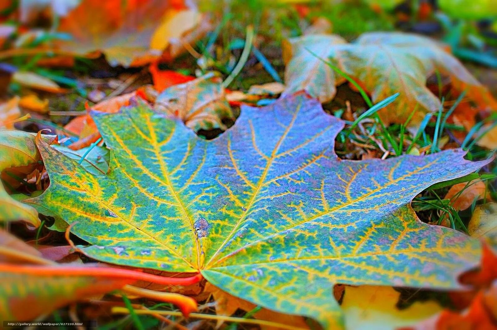 A yellow autumn leaf suspended in the air over the forest floor Leaves, Photo, S