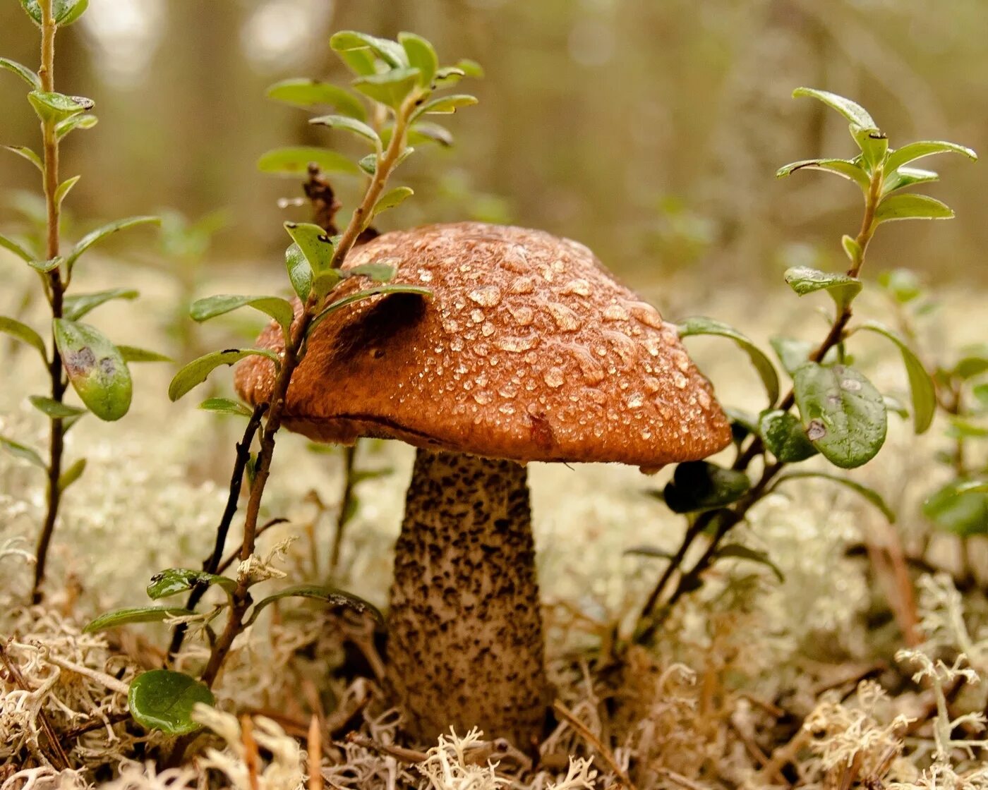 Дождя больше грибов. Грибы в лесу. Роса на грибах. Грибы после дождя. Подосиновик.