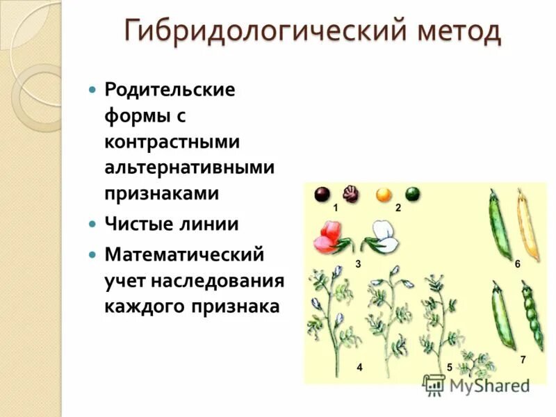 В генетике человека используют гибридологический метод