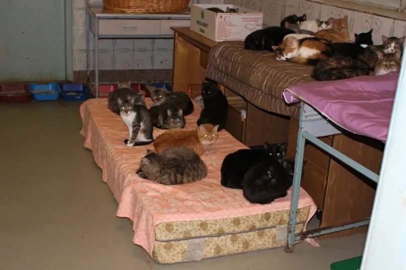 Приют для кошек нижний. Приют для кошек. Котята в приюте. Лежанки для кошек в приюте. Муниципальный приют для кошек.