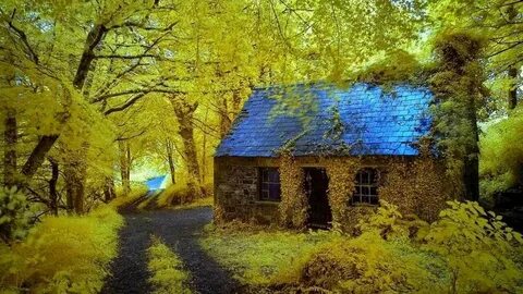 Forest house