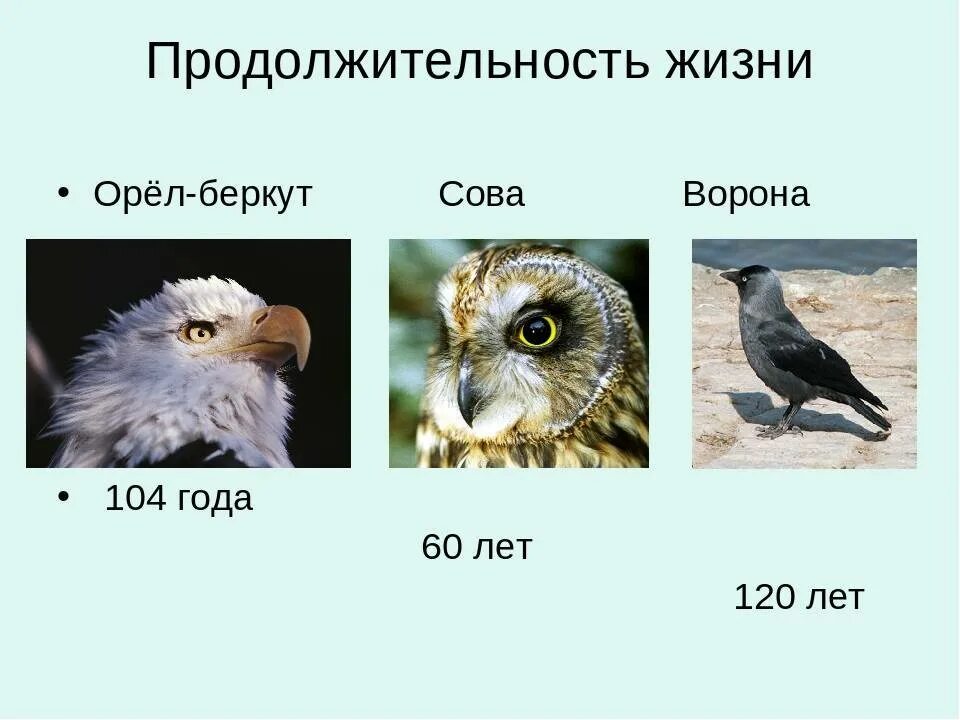 Продолжительность жизни орла. Продолжительность жизни Совы. Соват Продолжительность жизни. Продолжительность жизни животных Сова. Сова живет лет