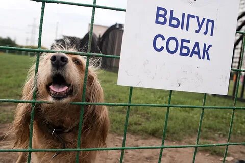 Место для выгула собак