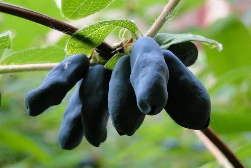 Жимолость гордость бакчара. Жимолость ленинградский великан. Lonicera caerulea жимолость съедобная. Жимолость морена с5. Жимолость сорт югана.