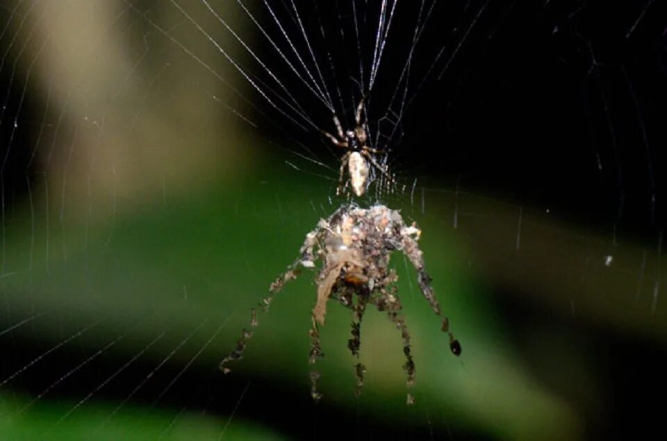 Argiope keyserlingi. Cyclosa mulmeinensis. какой паук строит. воронковый паук паутина. паук cyclosa mulmeinensis.