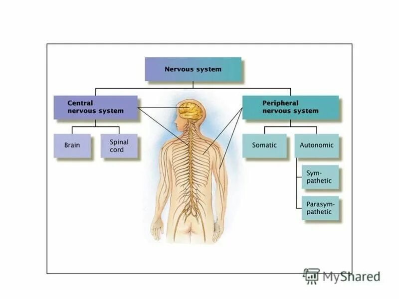 Тест на тему нервная. Глоссарий про нервную систему. Nervous System. Good mood nervous System. Biopsychology Quizlet.