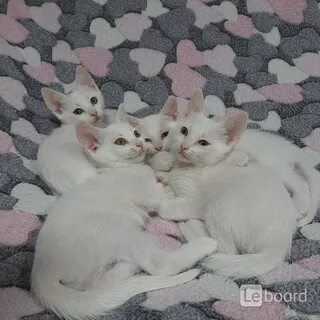 Авито волгоград котята