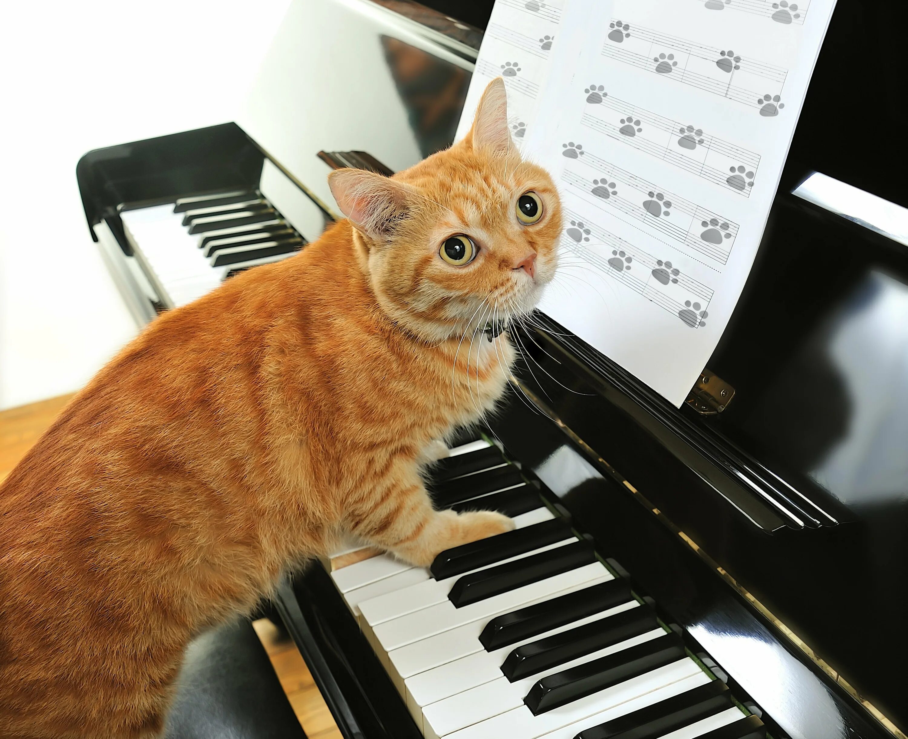 Кошка музыкант