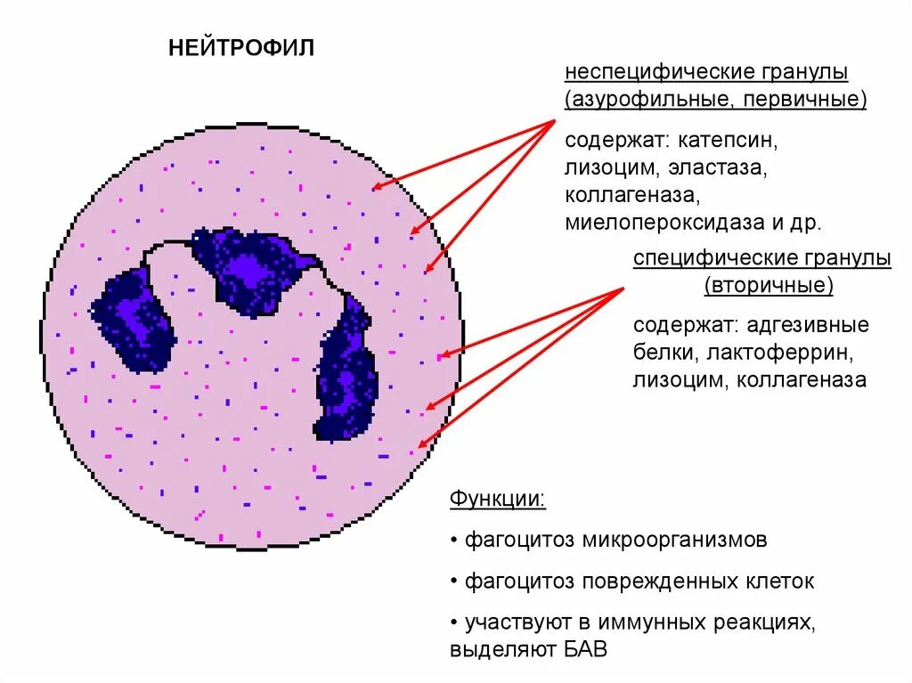 Нейтрофилы функции гистология. Строение нейтрофилов крови. Нейтрофилы строение гистология. Сегментоядерные нейтрофилы строение. Многочисленные мелкие тельца