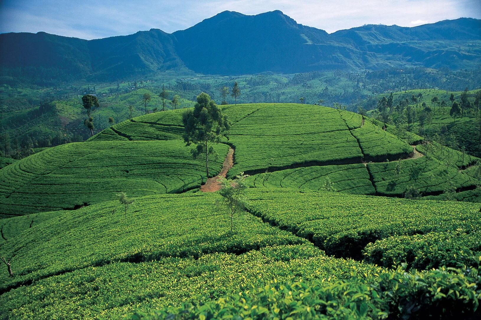 Чайные плантации Нувара Элия. Чайные плантации Цейлона. Шри Ланка чайные плантации. Шри Ланка чайные плантации Нувара Элия. Республика шри