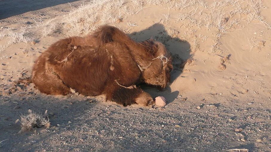 гобийский медведь монголии. африканский медведь. гобийский медведь монголии. мазалай медведь гобийский. медведь в пустыне.
