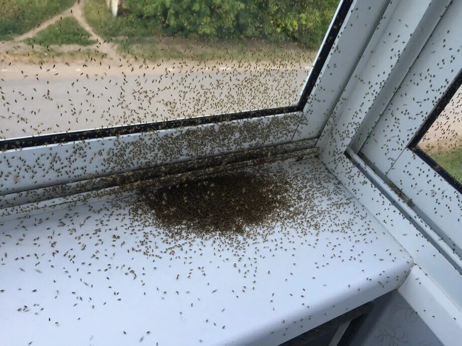 Мушки на окнах