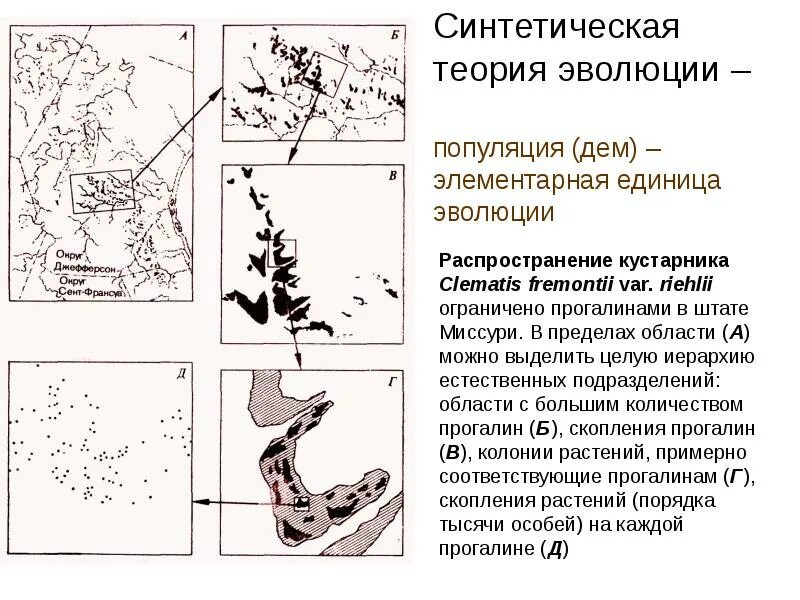 Синтетическая теория. Синтетическая теория эволюции. Синтетическая теория эволюции это в биологии.