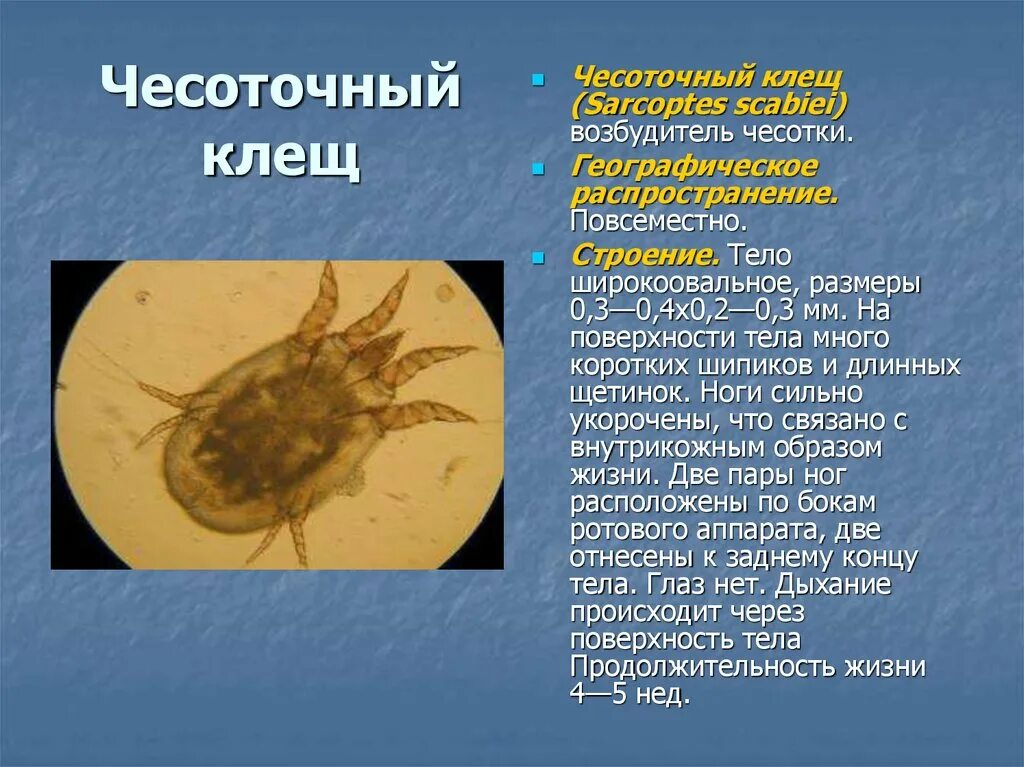 Клещ относится к паукообразным. Чесоточный зудень паук. Чесоточный клещ переносчик. Трансмиссивное заболевание чесоточного зудня. Жизненный цикл чесоточного зудня. Sarcoptes scabiei..