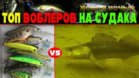 Какую приманку любит судак