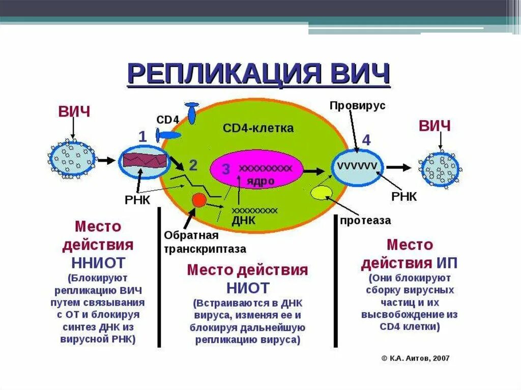 Схема репликации вируса. Вирус ВИЧ В репликация схема. Механизм репликации вируса ВИЧ. Репликация РНК вирусов схема.