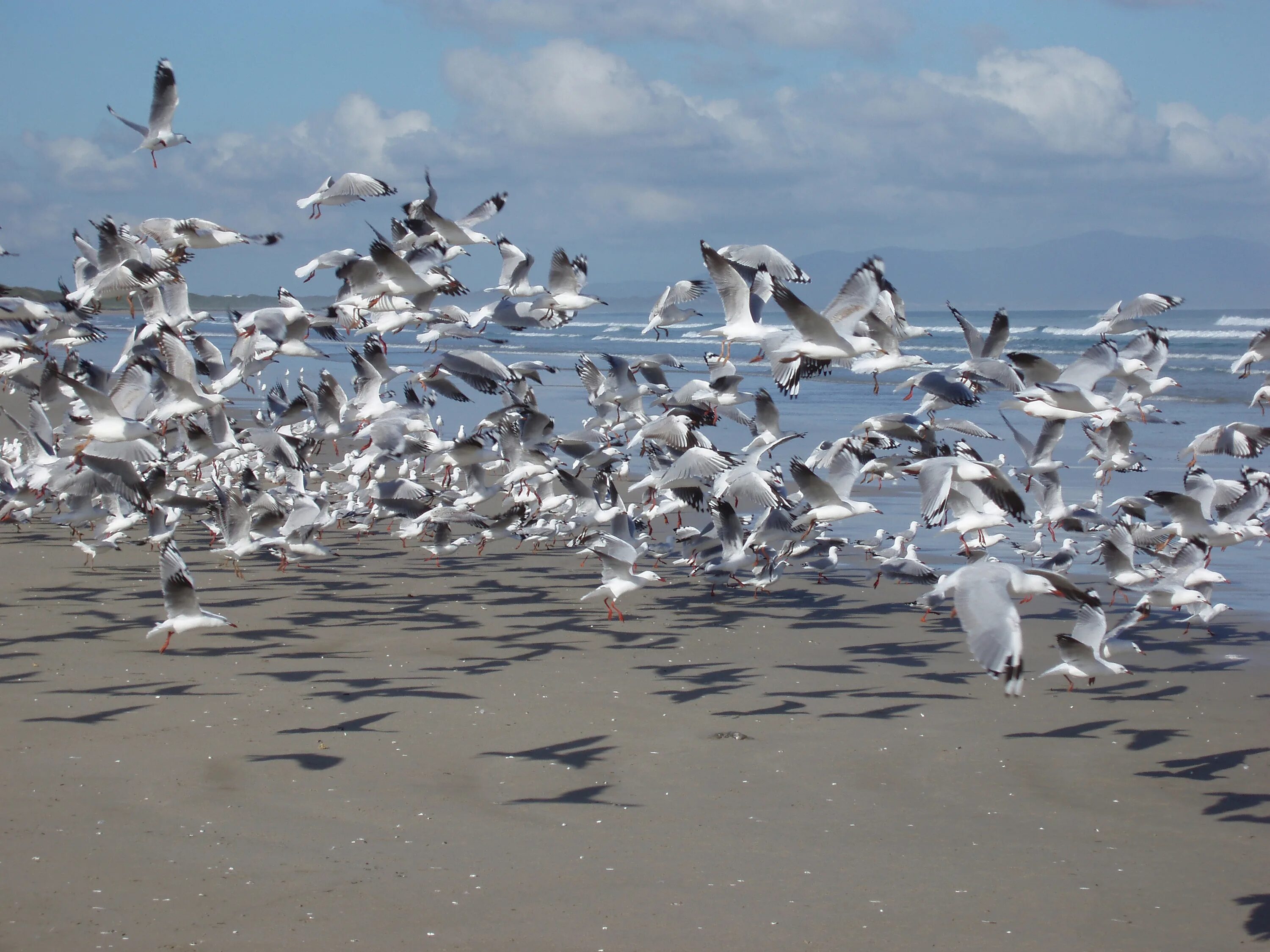 Flock!. A flock of Seagulls Now. A flock of Seagulls / Inflight.