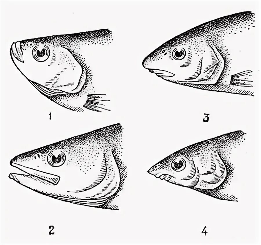 Какой рот у рыб. Формы рта рыб. Типы рта у рыб. Конечный рот рыбы. Расположение рта у рыб.