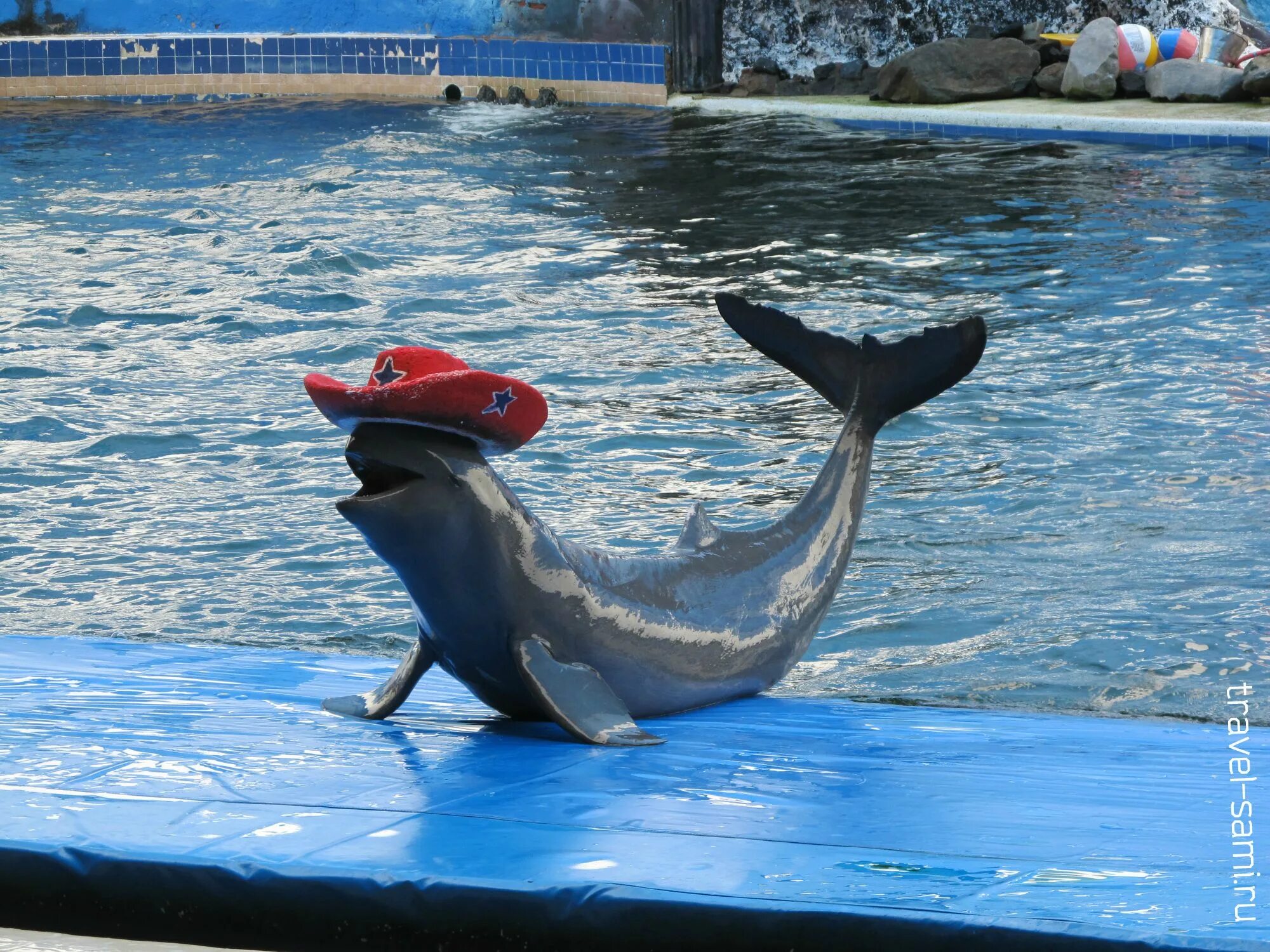 Дельфинарий паттайя. Дельфинарий Тайланд. Дельфинарий Dolphin World в Паттайя с. Дельфинарий в Паттайе Тайланд. Смешные дельфины.