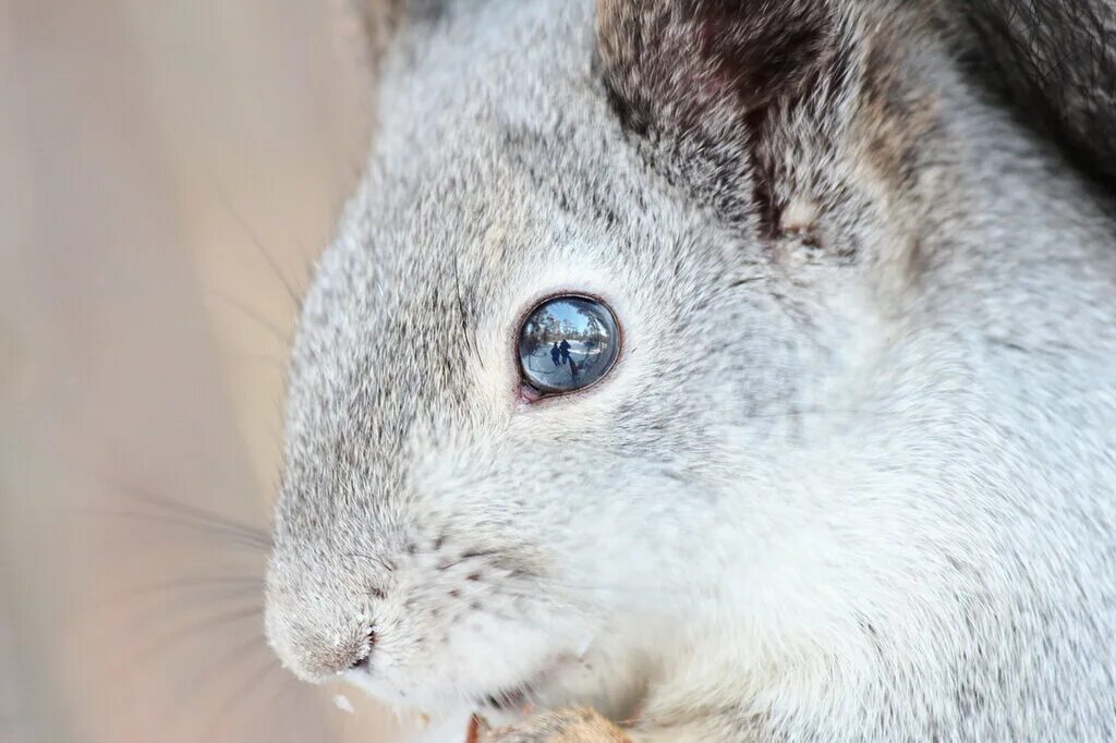 голова белки. белка крупным планом. белочка глаза. беличьи глазки. макро животные.