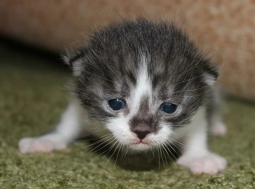 Домашние котята 2 месяца. Отдам кошку нижний новгород. Кошка нижний новгород. Отдам кошку нижний новгород. Отдам кошку нижний новгород.
