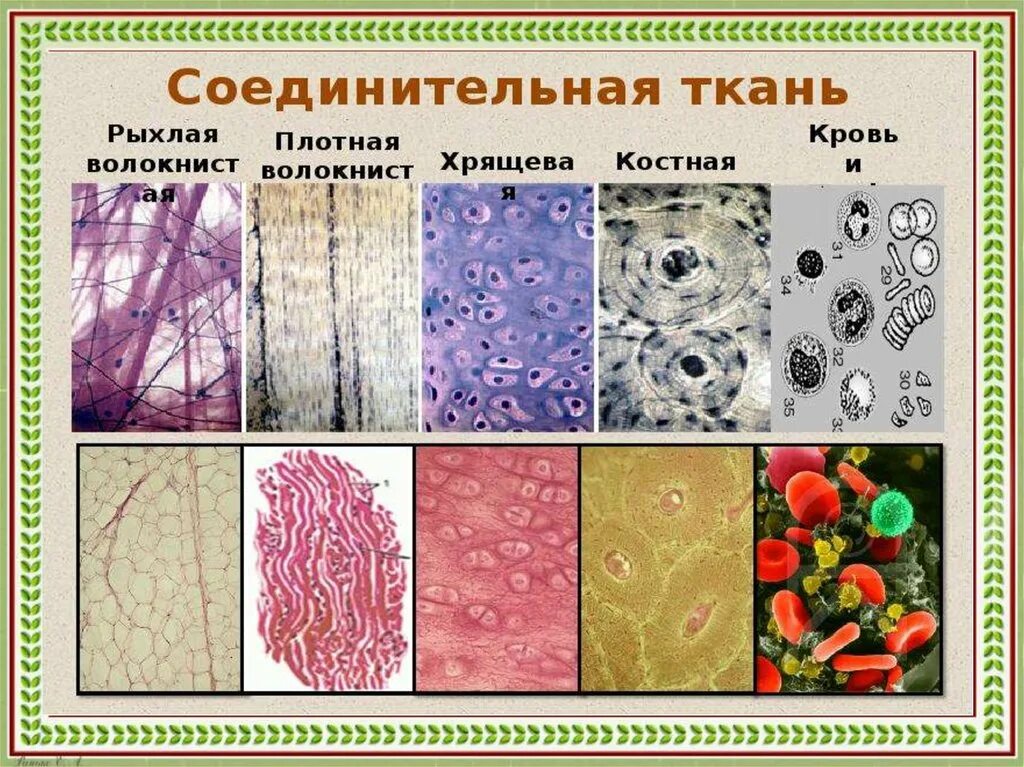 Анатомия ткани соединительная ткань. Строение соединительной ткани человека. Соединительная ткань строение и функции рисунок. Ткани животных организмов