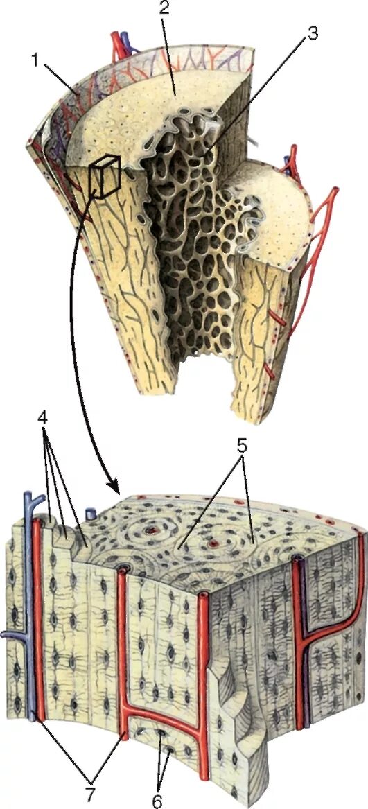 Микростроение костей. Микростроение трубчатой кости. Кровоснабжение трубчатой кости. Кровоснабжение костной ткани. Компактное вещество кости состоит из